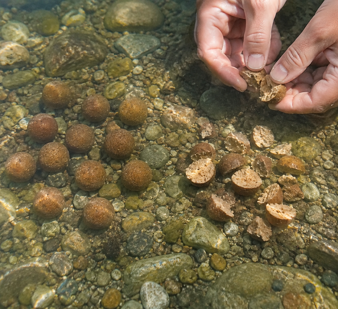 Whole brown boilies spread over gravel beside a compact patch of halved boilies and coarse fragments.
